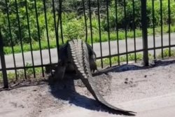 Alligator forces its way through metal fence at Florida club