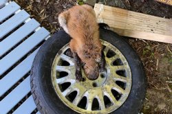 Fox with head stuck in tire rescued in Connecticut