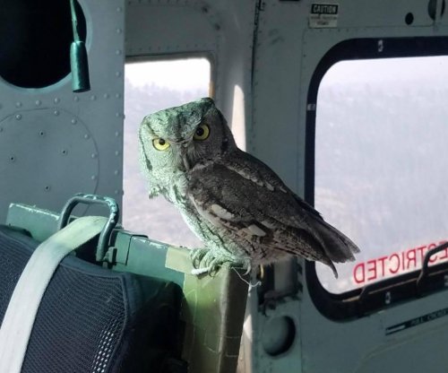 Owl boards helicopter fighting California wildfire