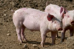 Study: Scientists restore vital organs of pigs, cause bioethical concerns