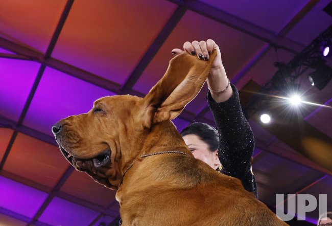 The 146th Annual Westminster Kennel Club Dog Show
