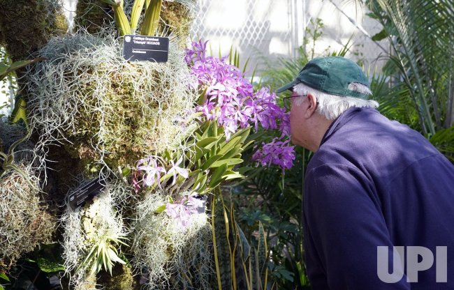 Missouri Botanical Garden's Annual Orchid Show