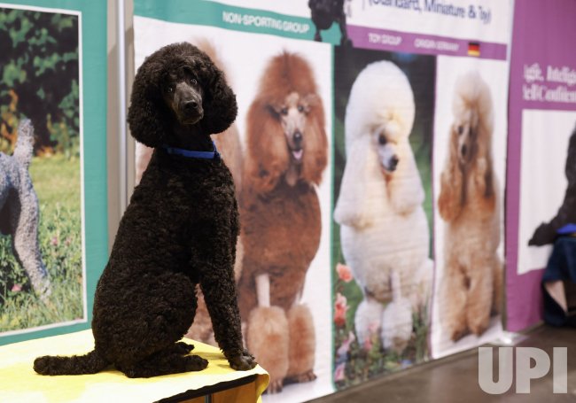 AKC Meet the Breeds Event in New York