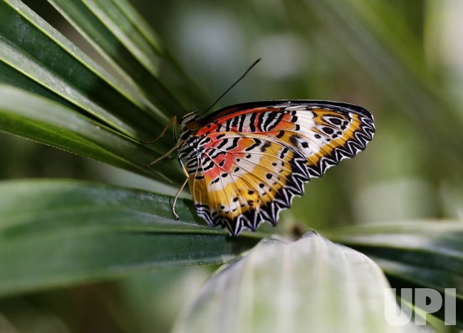 Butterfly Conservatory at AMNH in New York