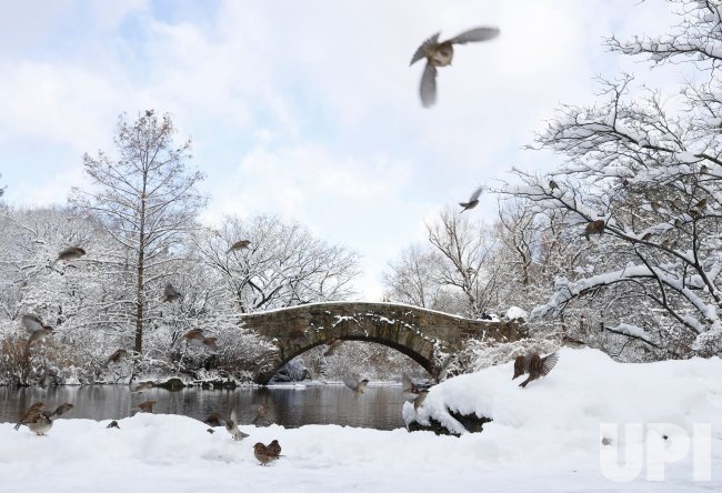 Snow Storm and Winter Weather Scenes in Central Park