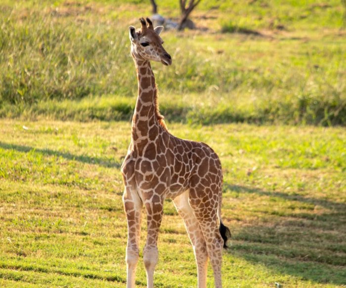 Tulsa Zoo gives baby giraffe a name for National Daughters Day