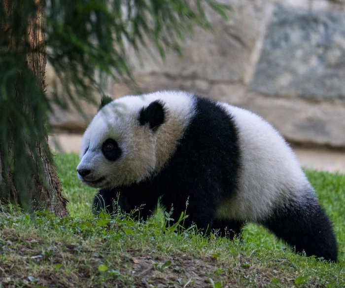 China signs giant-panda conservation agreement with San Diego Zoo