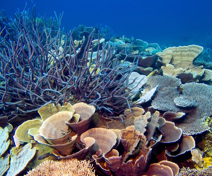 UNESCO report recommends adding Great Barrier Reef to 'in danger' list