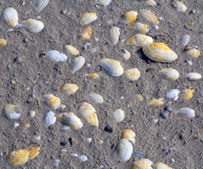 Experts say contagious cancer travels hundreds of miles, infects clams