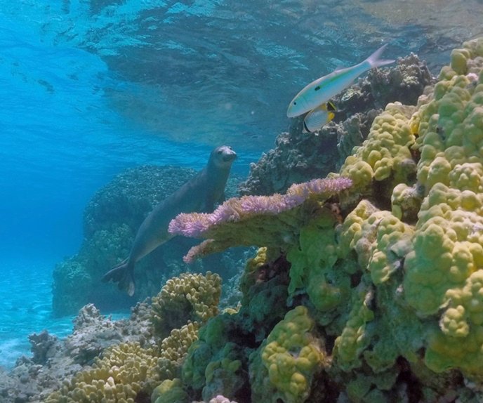 NOAA proposes huge Hawaii marine sanctuary with reefs, atolls, endangered aquatic life