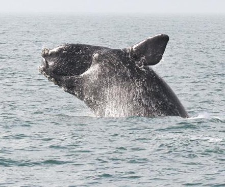 Efforts to protect endangered North Atlantic right whales get $500K boost