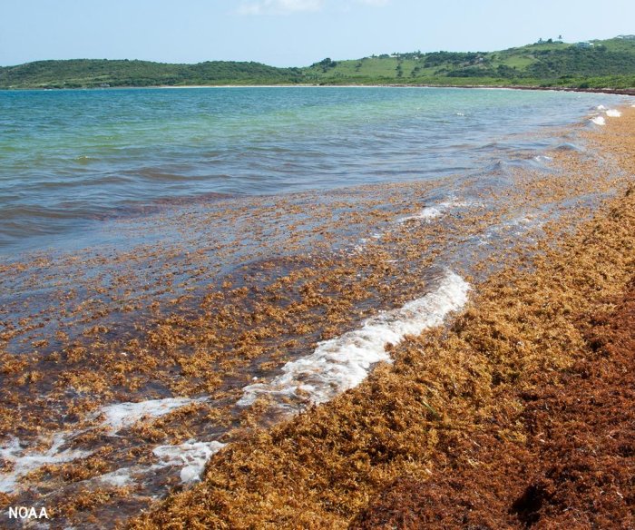 NOAA awards $20M to research harmful algal blooms