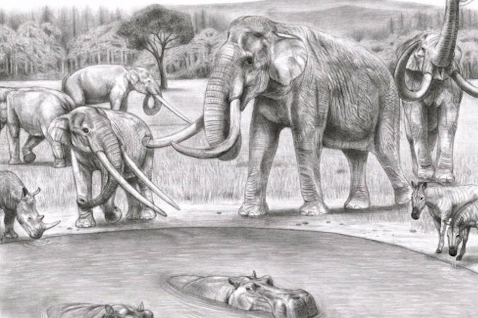 Photo of Der Klimawandel, nicht der Mensch, hat den Rückgang prähistorischer Elefanten, Mammuts und Mastodons angeheizt