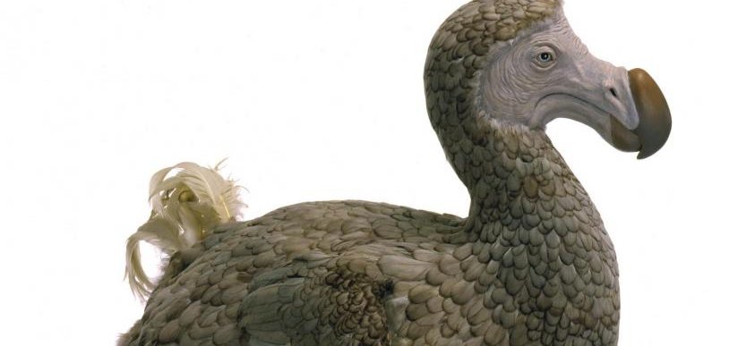 how were dodo birds useful to human beings