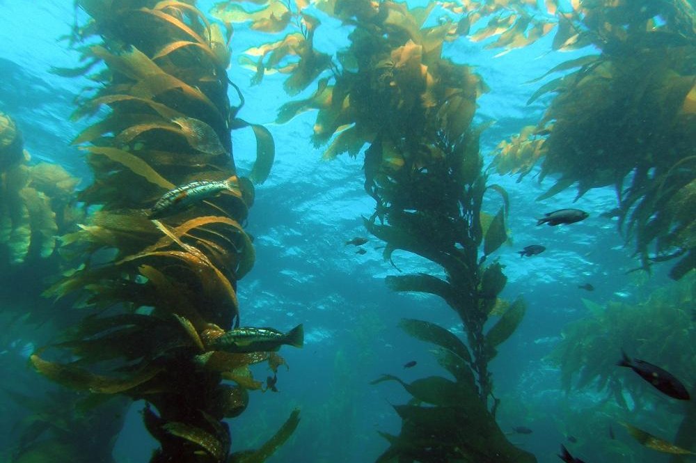 Kelp forests are vital to marine biodiversity, just as Darwin predicted -  