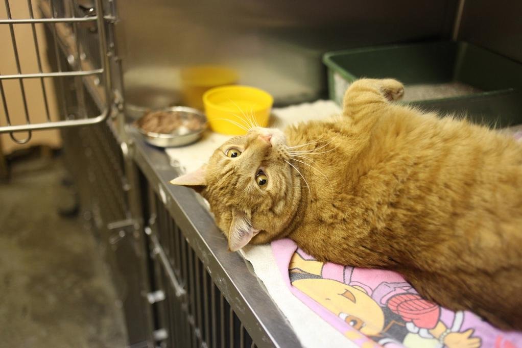 Massachusetts woman’s lost cat turns up six years later