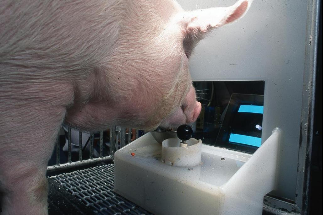 Scientists teach pigs to play video game, showing behavioral, mental flexibility