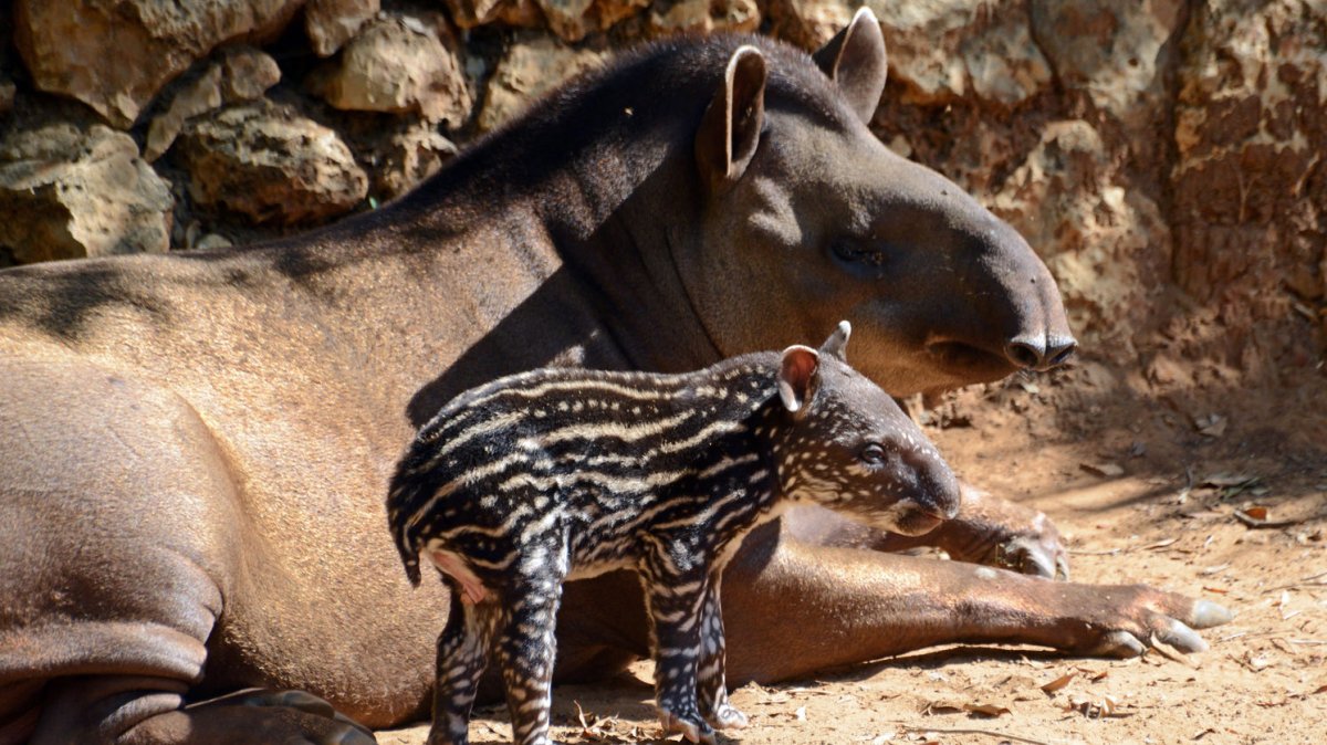 Adorable baby tapir born in Israel [PHOTOS, VIDEO] - UPI.com