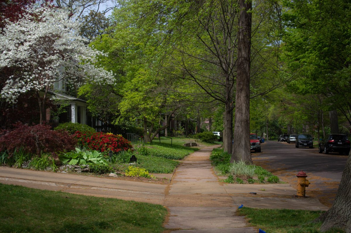 Study: More trees in neighborhoods can improve health, lower medical costs