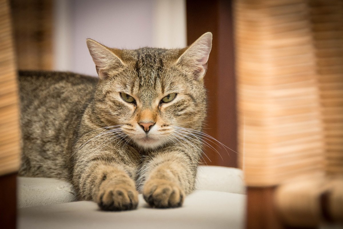 Study confirms cases of human-to-cat COVID-19 transmission