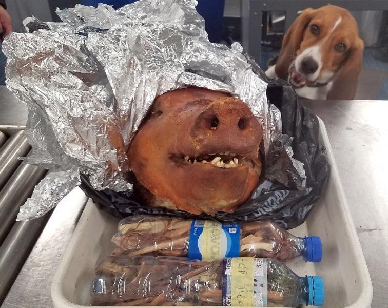 Customs beagle sniffs out pig head in luggage