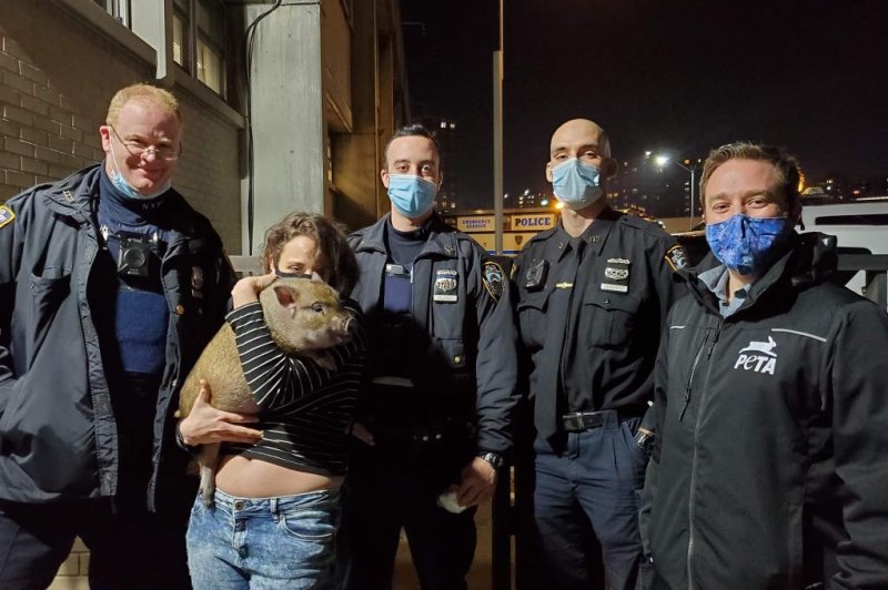Police were called to the area near&nbsp;Baisley Pond Park in Queens, New York City, to capture a piglet spotted running loose. The pig was turned over to the&nbsp;Long Island Orchestrating for Nature rescue group, and another pig is believed to be on the loose in the same area. Photo courtesy of Long Island Orchestrating for Nature