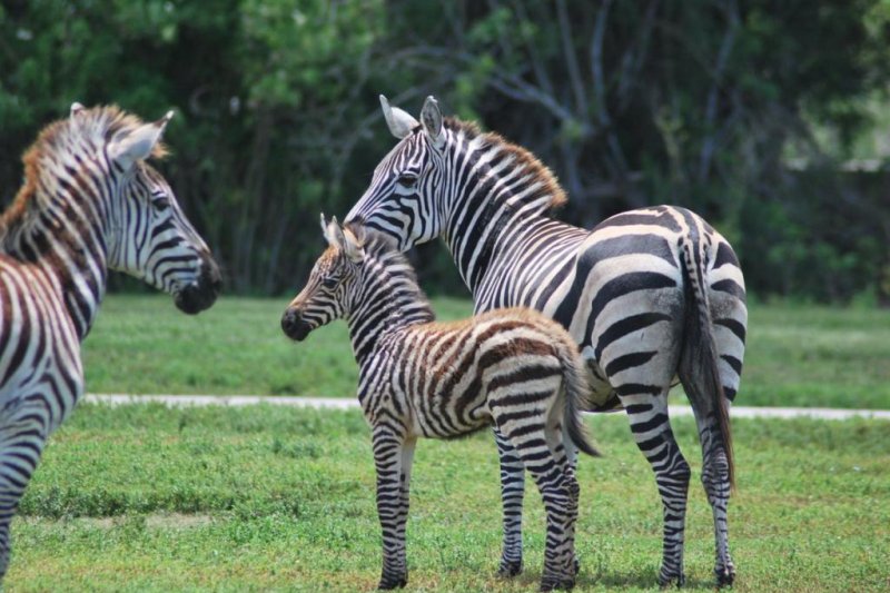 Baby zebra born at Florida safari park