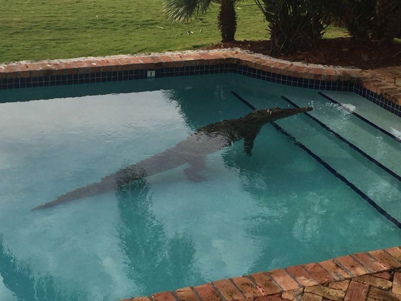 Crocodile found in Florida Keys swimming pool