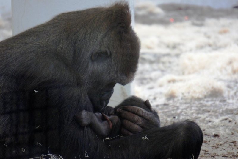 Alice holds her newborn baby at The Como Zoo in St. Paul, Minn. (The Como Zoo website)