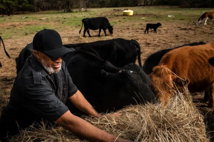 Igalious "Ike" Mills distributes clumps of hay around a pasture on his Nacogdoches, Texas, farm. Nationally, Black farmers have lost more than 12 million acres of farmland over the past century, due to biased government policies and discriminatory business practices. Photo by Meridith Kohut for The Texas Tribune