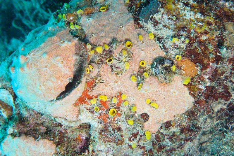 Sponges sabotage coral reefs from the inside