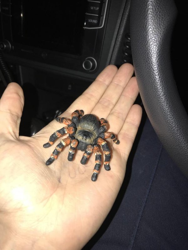 Animal rescuers find reported tarantula was a plastic toy
