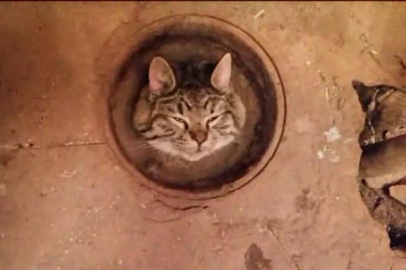 Sharp-eared man rescues cat trapped in pipe at cattle auction