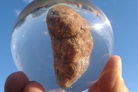 Human baby poo preserved in a resin sphere for display at the National Poo Museum in Britain. Photo courtesy of the National Poo Museum