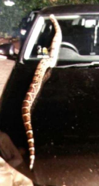 Police in Lincolnshire, England, are searching for a boa constrictor that escaped from its owner's home. Photo courtesy of the Lincolnshire Police
