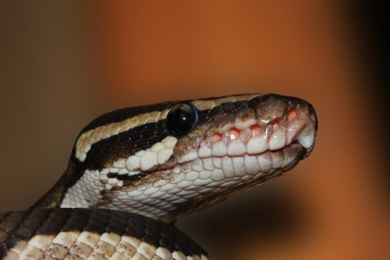 A ball python named Monty was found hiding in his owner's basement in Toronto after a months-long search that included a case of mistaken identity. Photo by sipa/Pixabay.com
