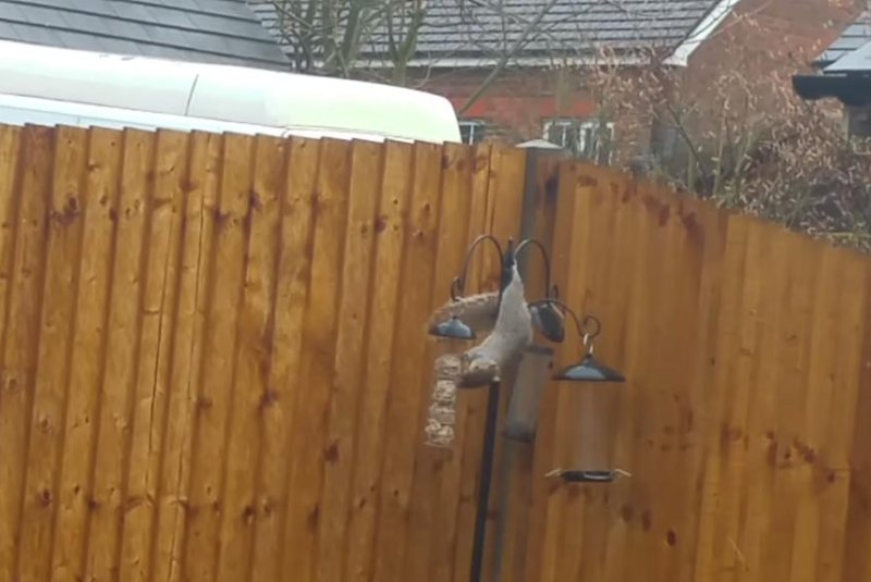 A squirrel braves powerful storm winds in England to reach its breakfast. Screenshot: Storyful