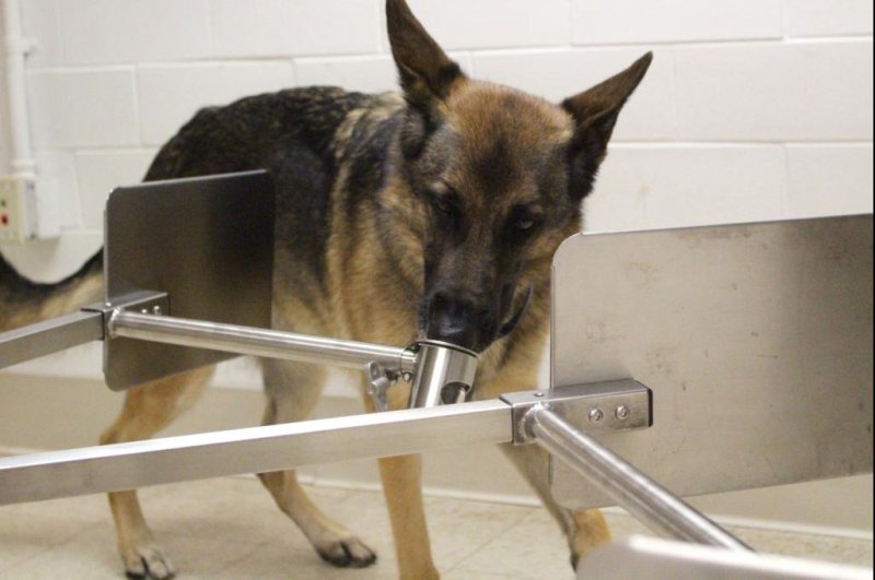 Experts say trained dogs, like this one pictured at the University of Pennsylvania School of Veterinary Medicine, could factor heavily into future outbreaks if the virus re-emerges at some point with a mutated formulation. Photo courtesy&nbsp;University of Pennsylvania School of Veterinary Medicine