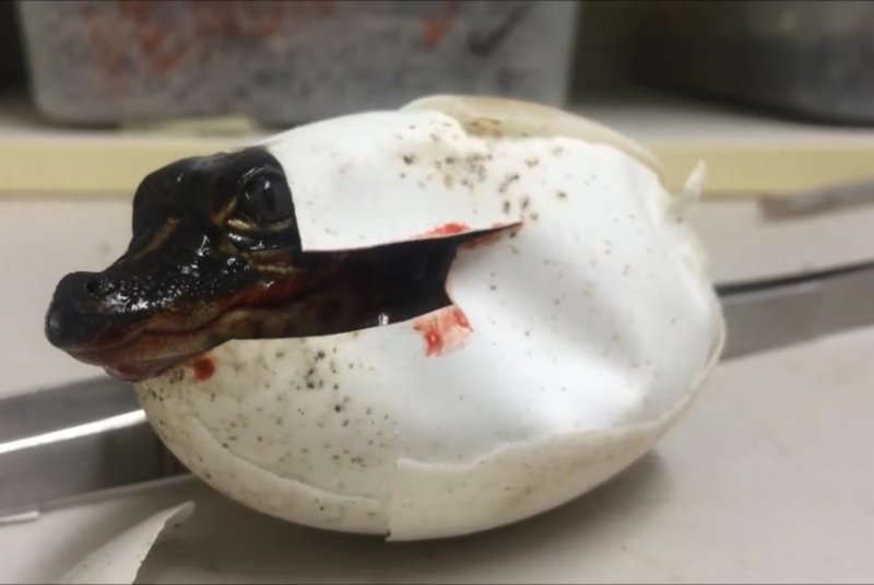 A baby alligator hatches at the Australian Reptile Park in Somersby. Screenshot: Tim Faulkner/Facebook video