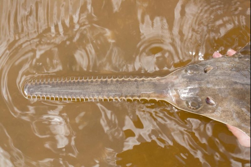 Sawfish offer first proof of virgin births in vertebrates
