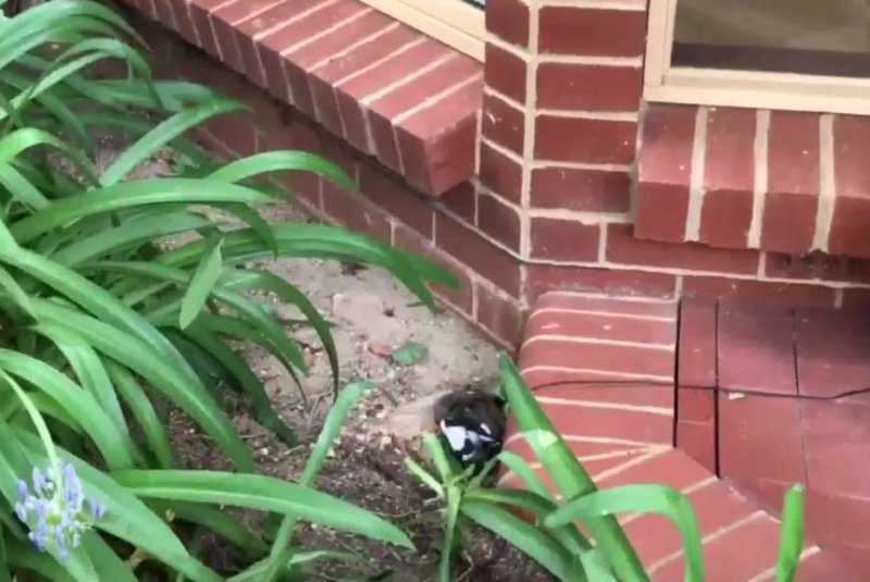 An eastern brown snake feasts on a felled magpie in Australia. Screenshot: Storyful