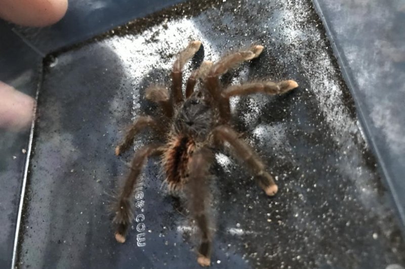 Commuters on the London Underground found a tarantula that apparently had been abandoned by its owner on a train that arrived at the London Bridge station. Photo courtesy of the RSPCA