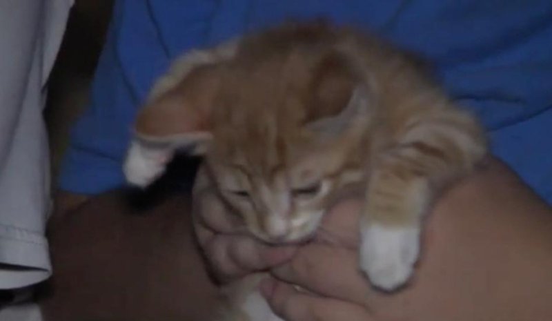 A six-week-old kitten survived an 80-mile trip between Missouri and Kansas underneath the hood of a woman's car. Kelly Hawthorne and her family decided to take in the kitten after its incredible journey.  Screen capture/KSHB/AOL