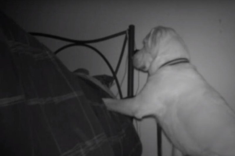 Pediatric diabetes specialist nurse Claire Pesterfield's dog Magic wakes her up in the middle of the night because he detected chemicals in her breath indicating she may be having a hypoglycemic episode. Screenshot via {link:University of Cambridge/YouTube:"https://youtu.be/02M4tj70Ju0"}