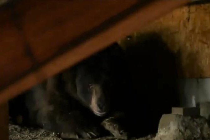 California man startled by bear living under his house