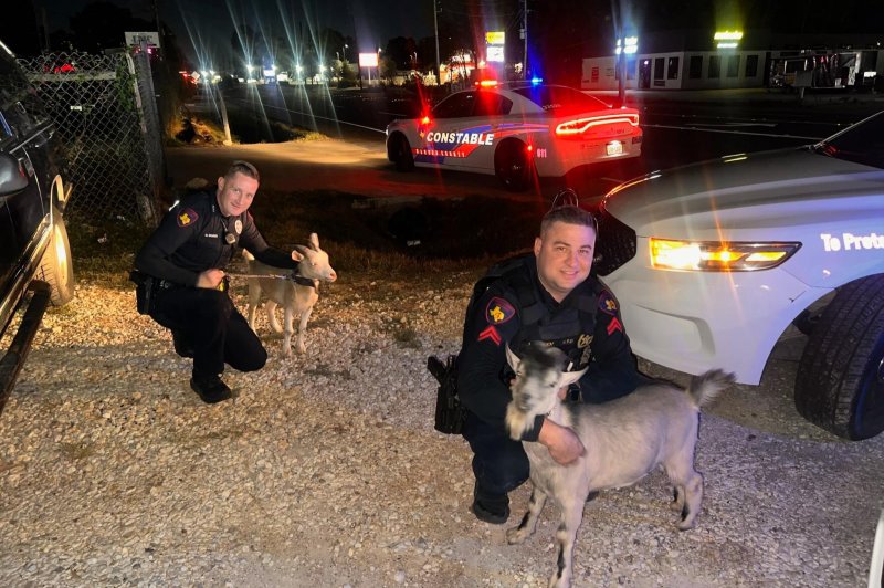 Harris County Precinct 4 Constable Mark Herman said a pair of deputies rounded up two loose goats in Spring. Photo courtesy of Mark Herman, Harris County Constable Precinct 4/Facebook
