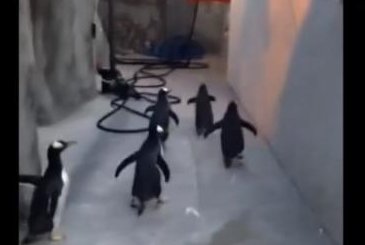 Five penguins make an ill-fated dash for freedom at the Odense Zoo. zooodense/YouTube video screenshot