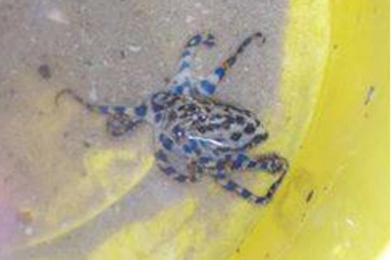 A deadly blue-ringed octopus was found hiding inside a tennis ball while children were playing with it on the shore of Australia's Swan River. <a class="tpstyle" href="https://www.facebook.com/RiverGuardians1/photos/pcb.10153643842377523/10153643823747523/?type=3&theater">Photo courtesy of River Guardians/Facebook</a>