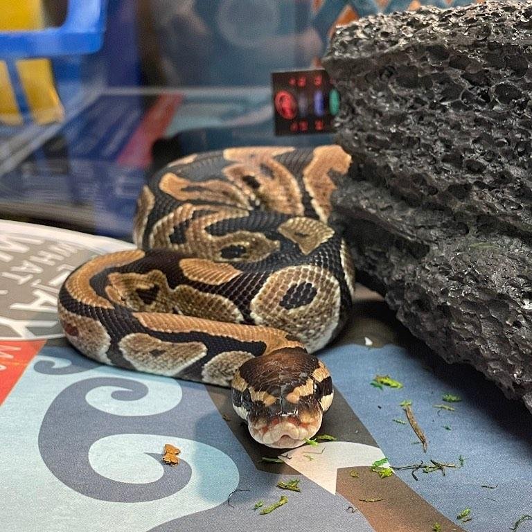 Animal control officers in Bloomington, Ind., responded to a Walmart store to collect a ball python seen "chillin' on a shelf." Photo courtesy of City of Bloomington Animal Care and Control/Facebook