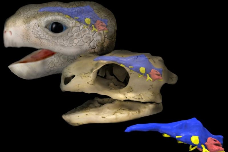 Scientists generated a 3D model of the brain of the earliest turtles species with a fully formed shell. Photo by Stephan Lautenschlager/University of Birmingham
